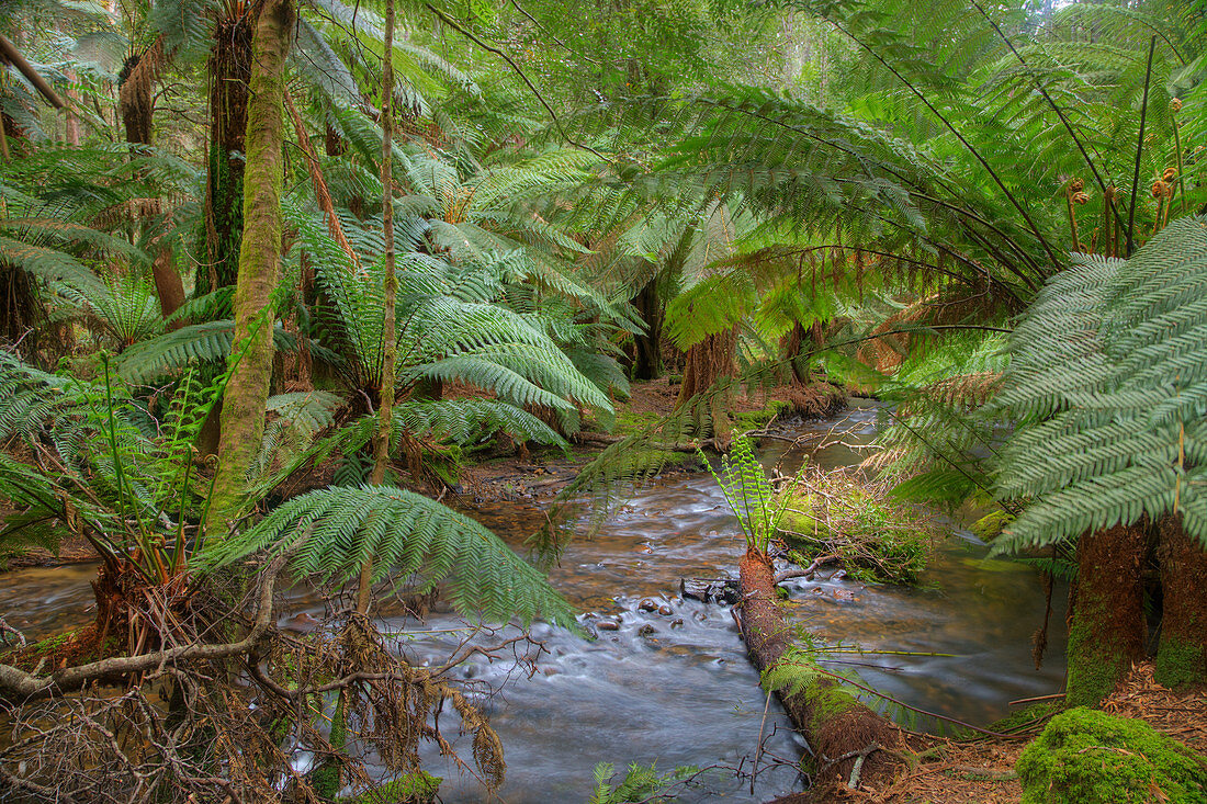 Baumfarn, Untergrün, Mount-Field-Nationalpark, Tasmanien, Australien LA009392