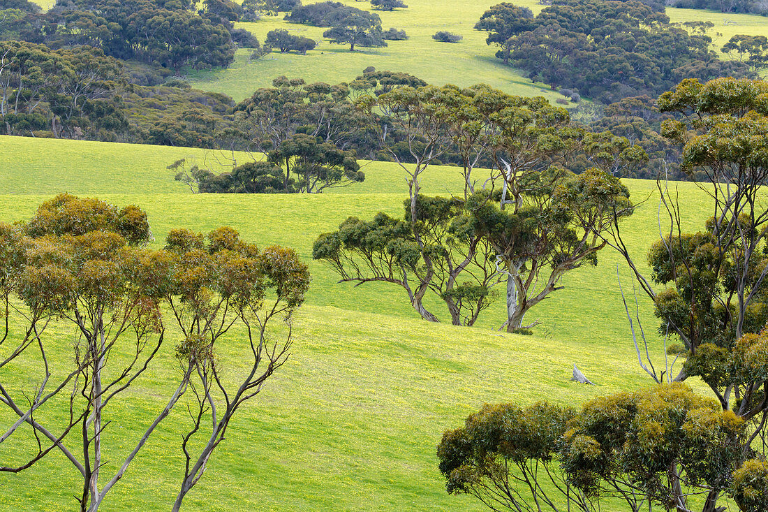 Eukalyptusbäume und Kap-Gänseblümchen, Känguru-Insel, Südaustralien, Australien LA009301