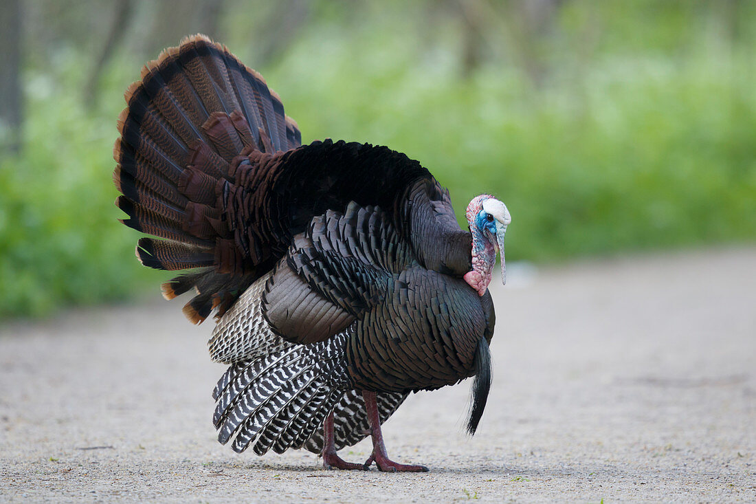 Turkey - male displaying Meleagris gallopavo Ontario, Canada BI027349 