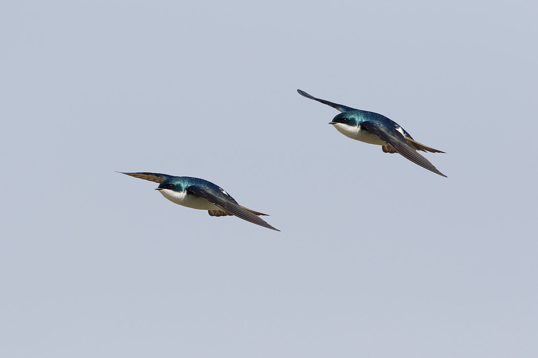 Tree Swallow - in flight\nTachycineta bicolor\nOntario, Canada\nBI027283