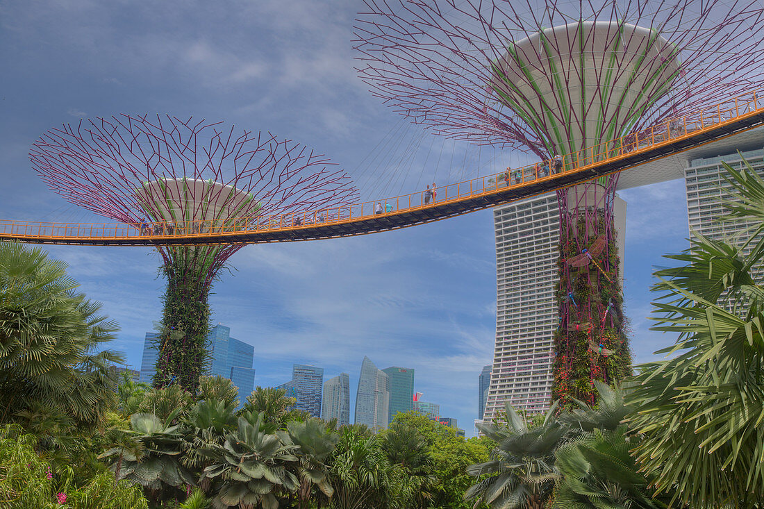Supertrees Marina Bay Gardens Singapore TV000454