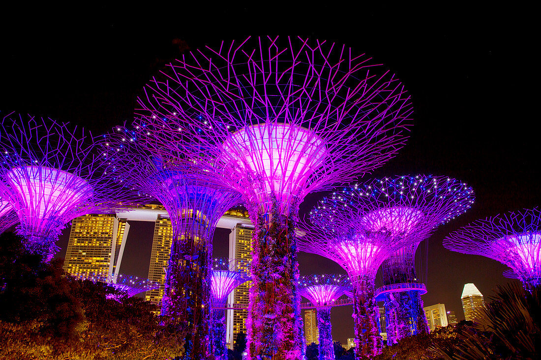 Nachts beleuchtete Supertrees, Marina Bay Gardens, Singapore TV000494