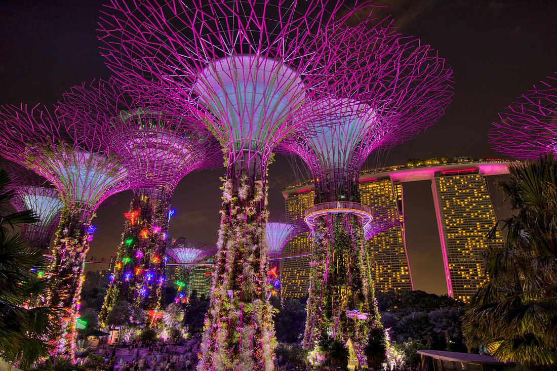 Nachts beleuchtete Supertrees, Marina Bay Gardens, Singapore TV000586