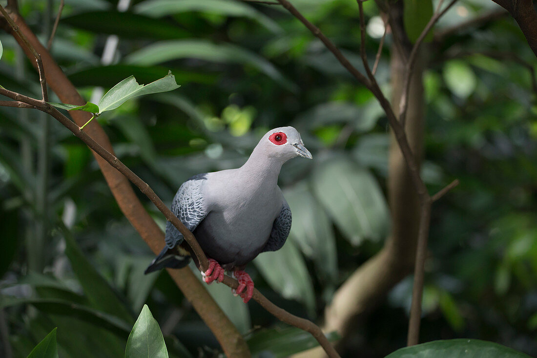 Pinon's imperial Pigeon Ducula pinon Captive Singapore BI031741