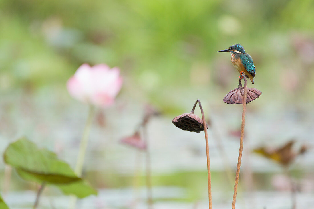 Common Kingfisher Alcedo atthis Singapore BI031724