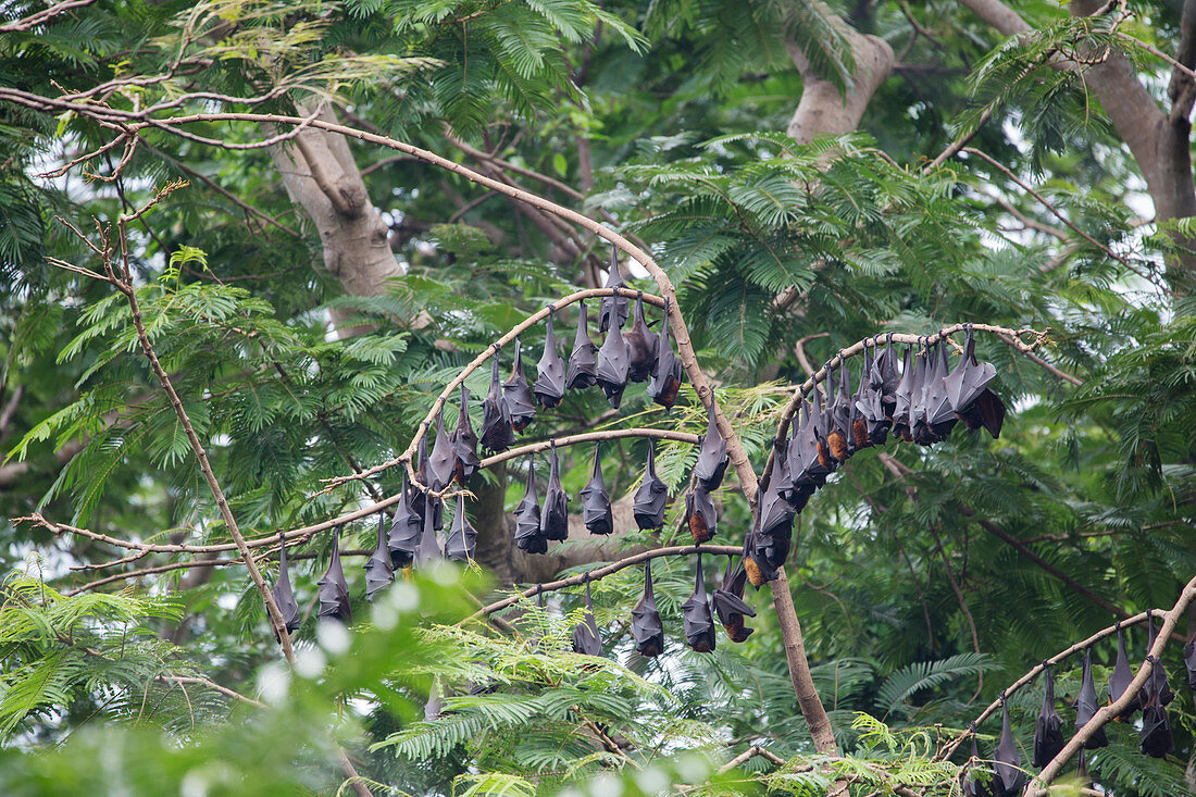 Golden-capped Fruit Bat - group roosting Acerodon jubatus Subic Bay Philippines MA003453
