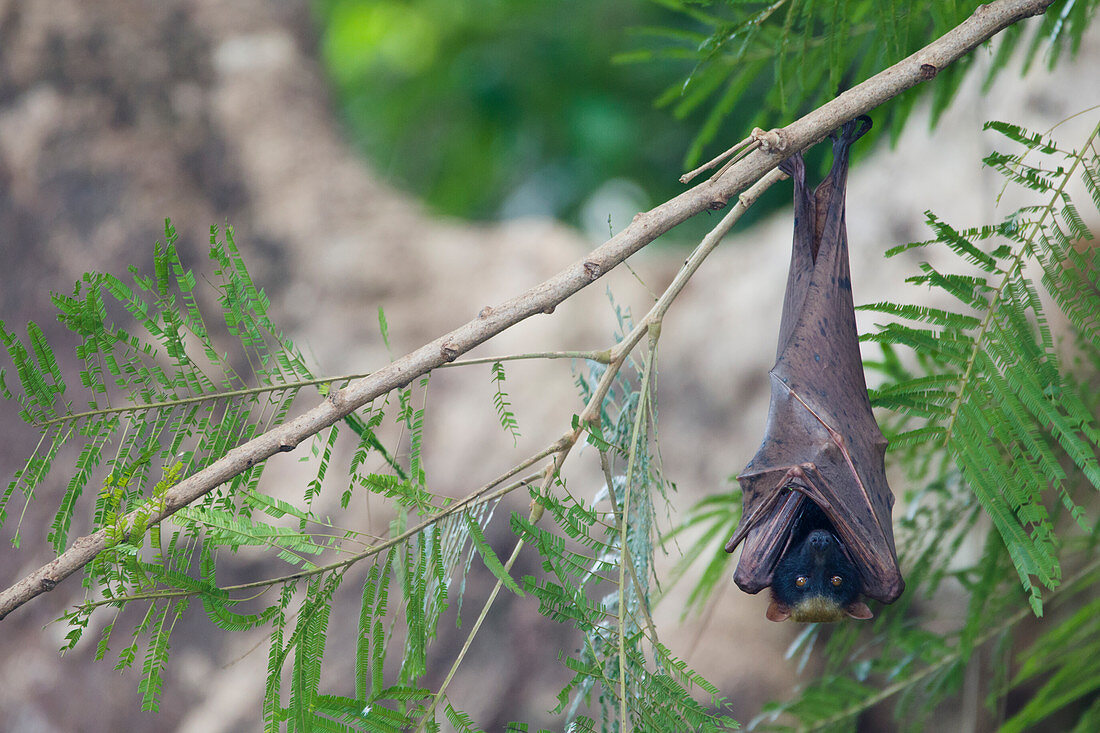 Golden-capped Fruit Bat - roosting Acerodon jubatus Subic Bay Philippines MA003447