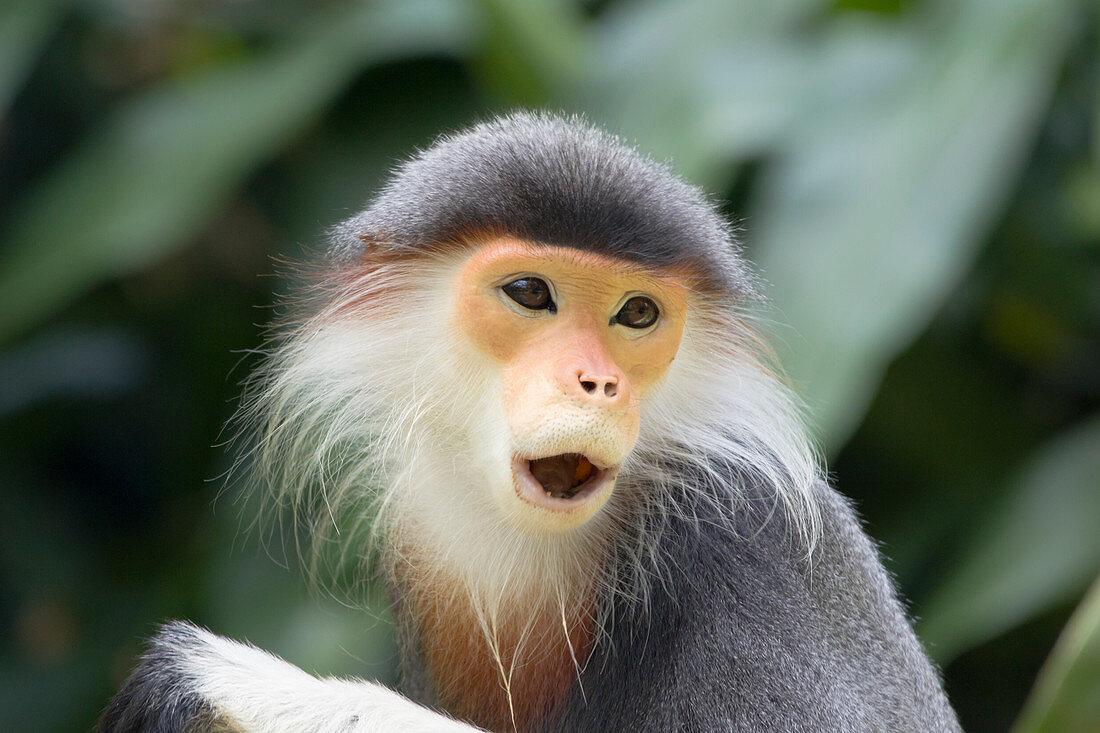 Douc Langur Monkey\nPygathrix nemaeus\nSingapore Zoo\nMA003484