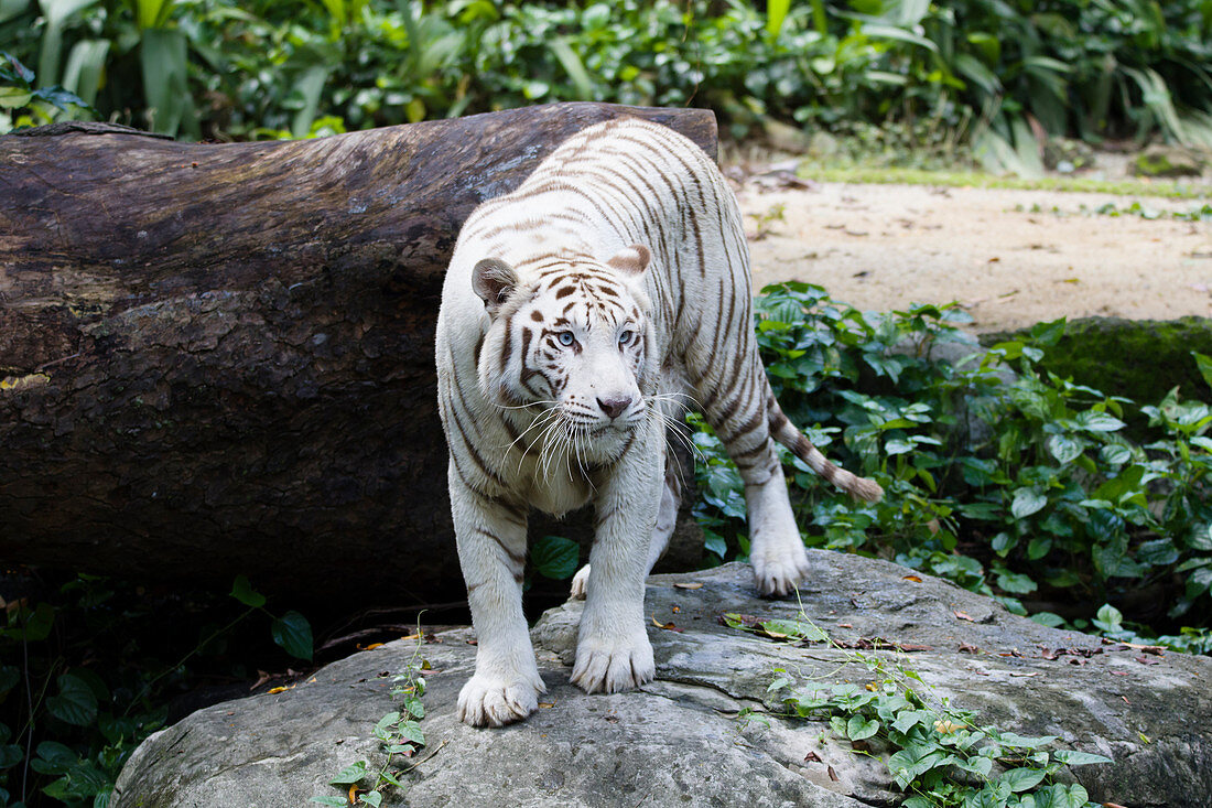 Bengal Tiger (Panthera Tigris), weiße Art, Zoo, Singapur MA003501