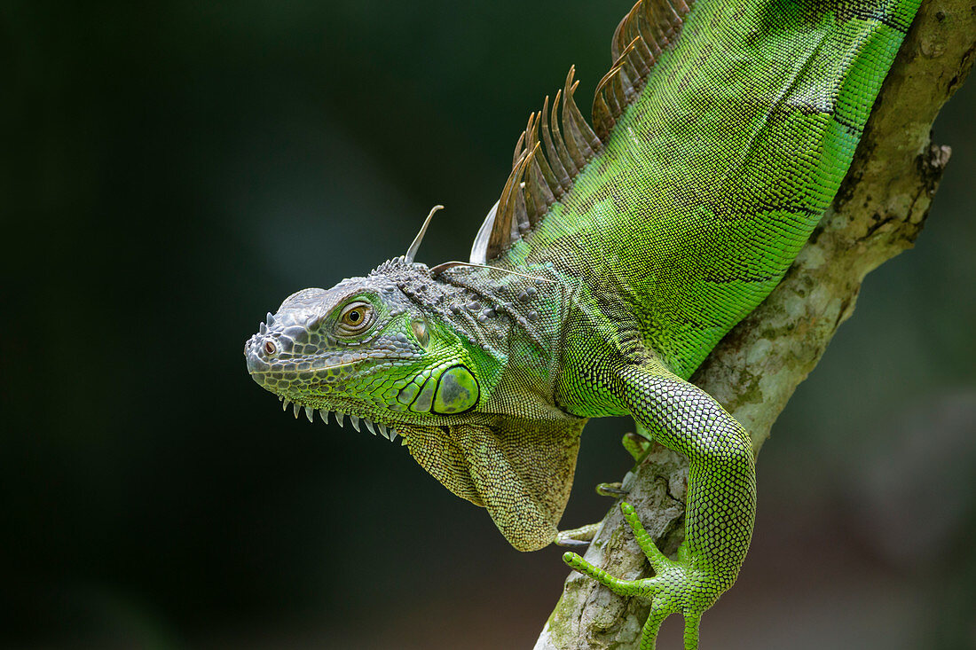 Grüner Leguan (Iguana iguana), Singapur MA003502