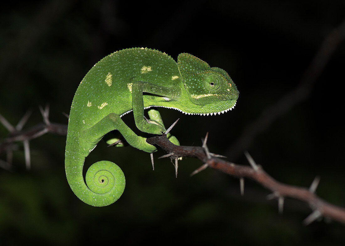 Indian Chameleon ( Chamaeleo zeylanicus) was taken near Pune, India