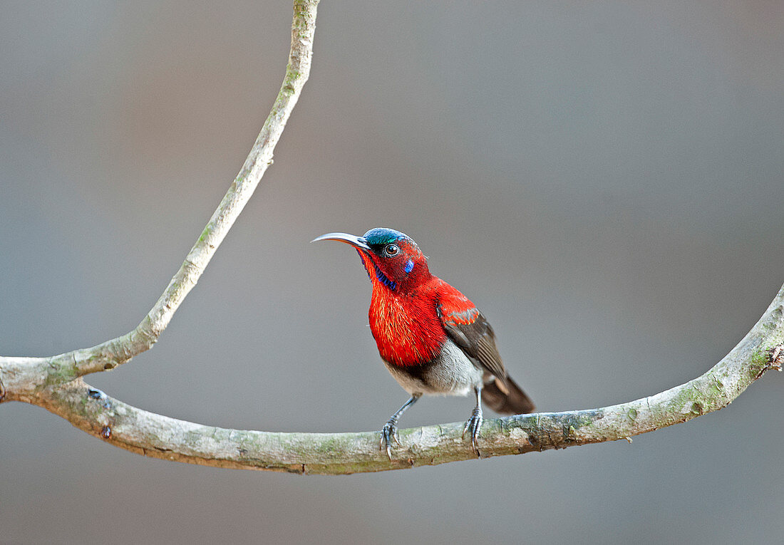 Vigors Sunbird oder Western Crimson Sunbird (Aethopyga vigorsii) in Goa, Indien