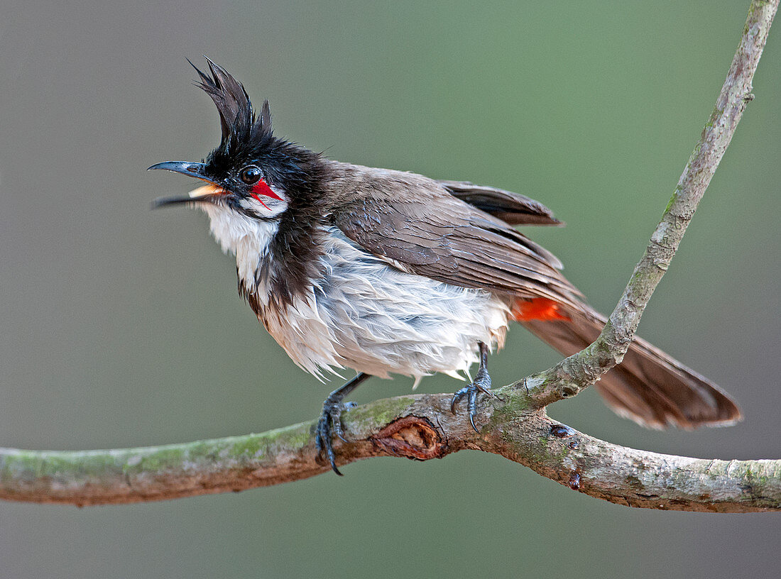 Red-whiskered bulbul (Pycnonotus jocosus) in Goa, India