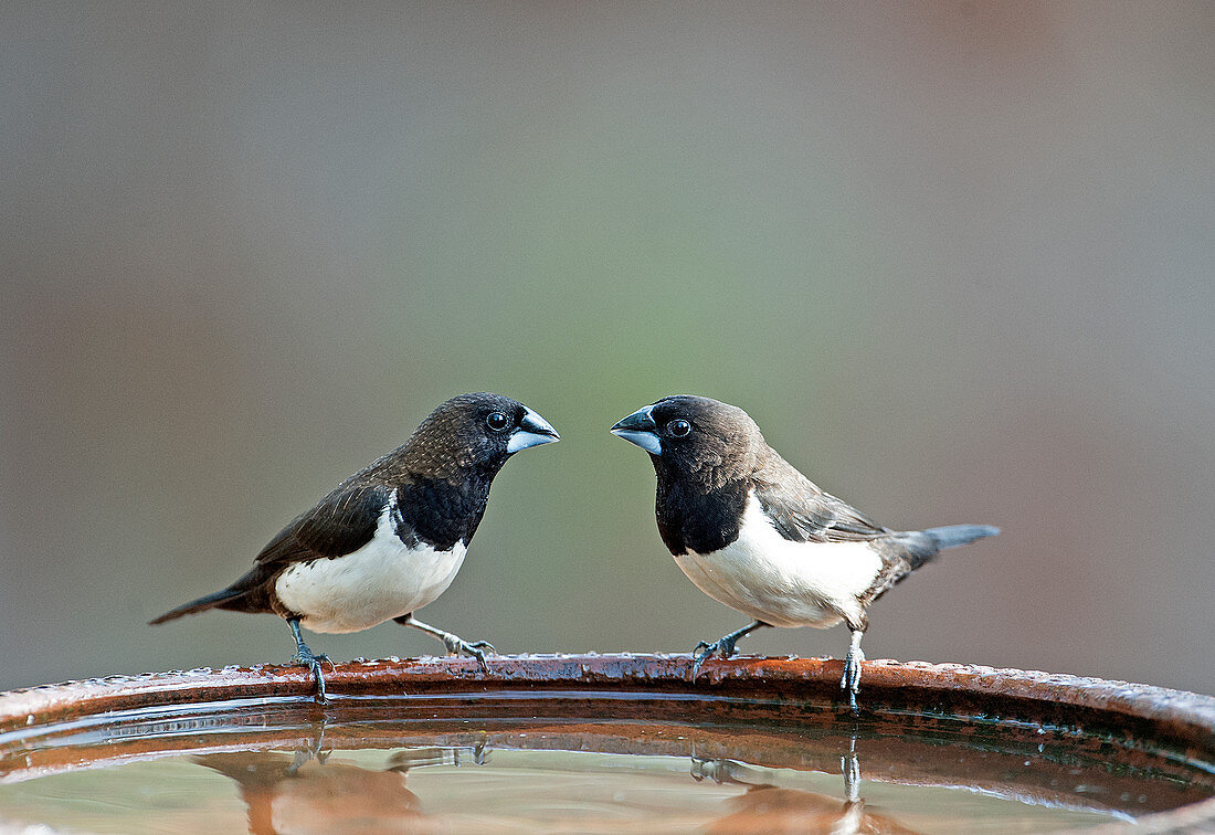 White-rumped munia (Lonchura striata) in Goa, India