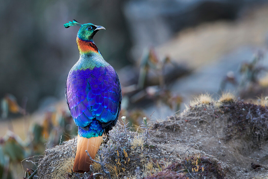 Himalayan monal (Lophophorus impejanus) in Chopta, Uttrakhand, India