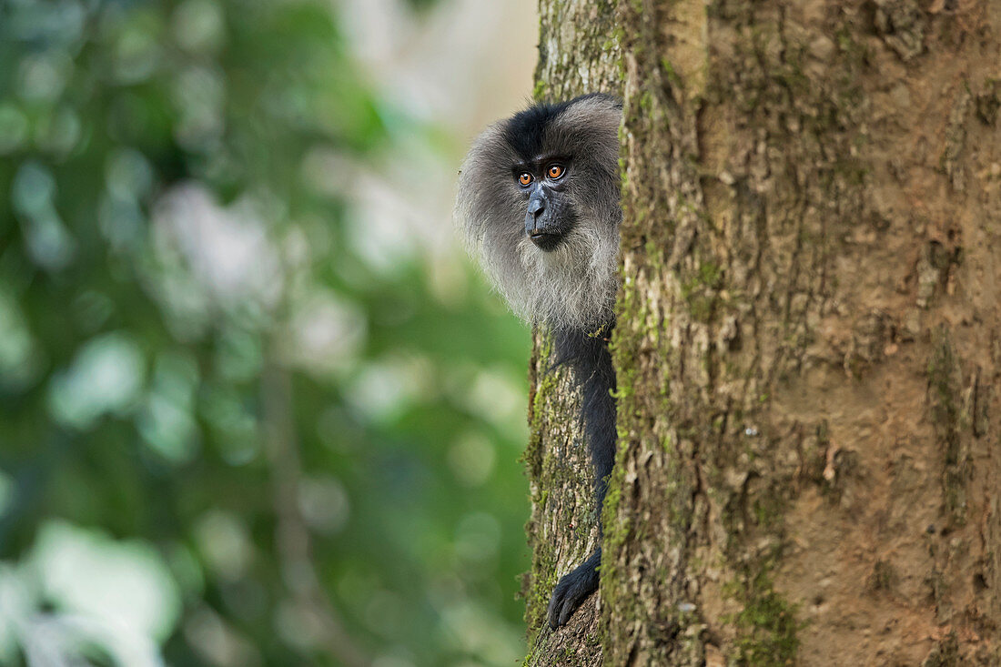 Lion-tailed macaque (Macaca silenus) at Valparai,Tamil Nadu, India