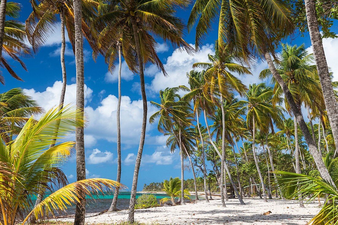 Frankreich, Guadeloupe (Französisch-Westindien), Marie Galante, Capesterre de Marie Galante, Strand von Feuillere