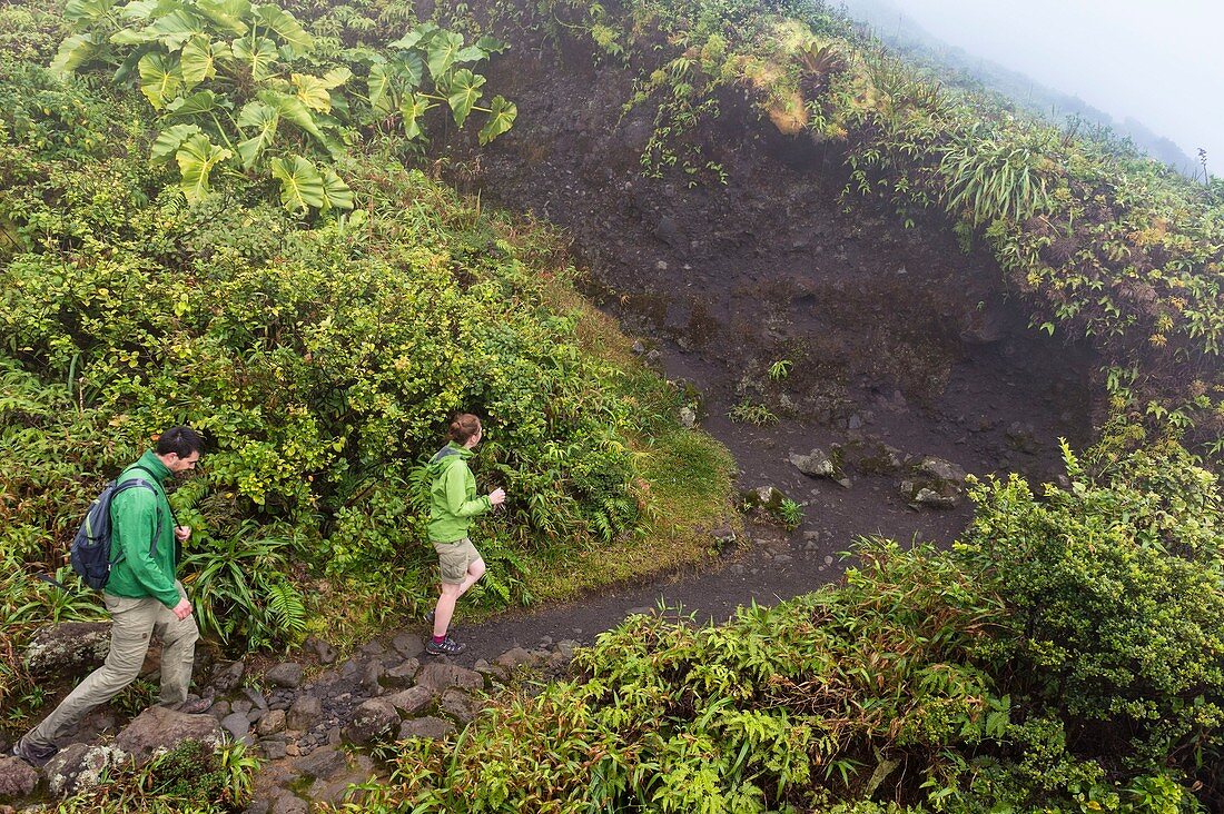 France, Guadeloupe (French West Indies), Basse Terre, Guadeloupe National Park, Saint Claude, hiking to the Soufriere volcano (MR)