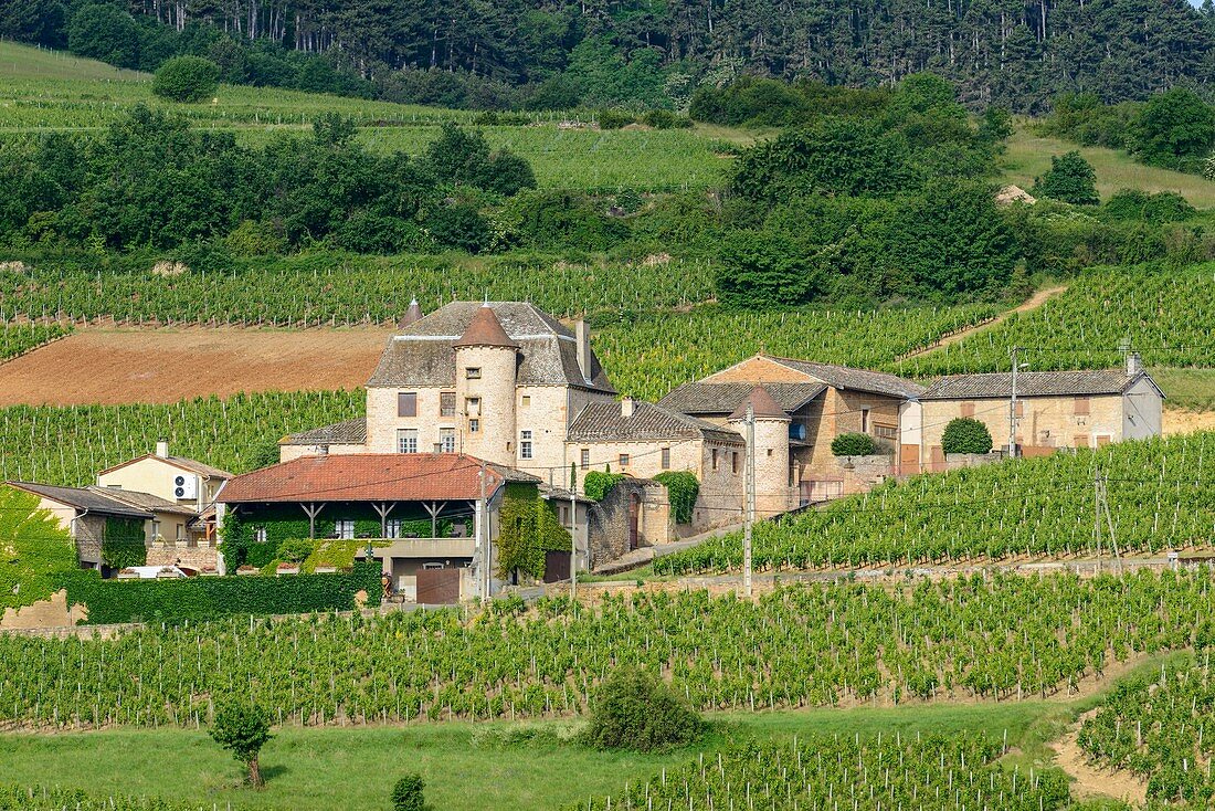 France, Saone et Loire, Maconnais vineyard, Solutre Pouilly, hamlet of Pouilly, Pouilly castle