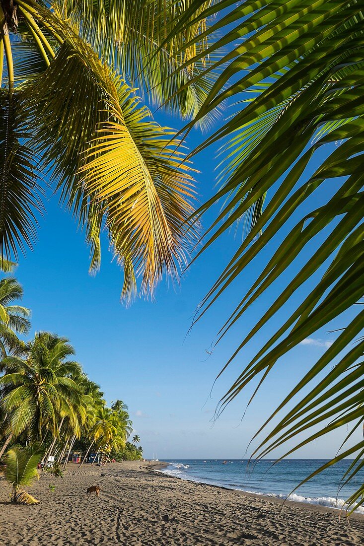 France, Martinique, Le Carbet, Christopher Columbus landed here 15 June 1502, the gray volcanic sand beach