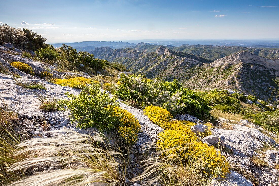 Frankreich, Bouches-du-Rhône, Eyguières, Bergkette der Alpillen, Regionaler Naturpark der Alpillen, Gruppe von Igelheiden (Genista pulchella) vor den Felsen von Civadières, gesehen vom Turm der Opies (498 m)