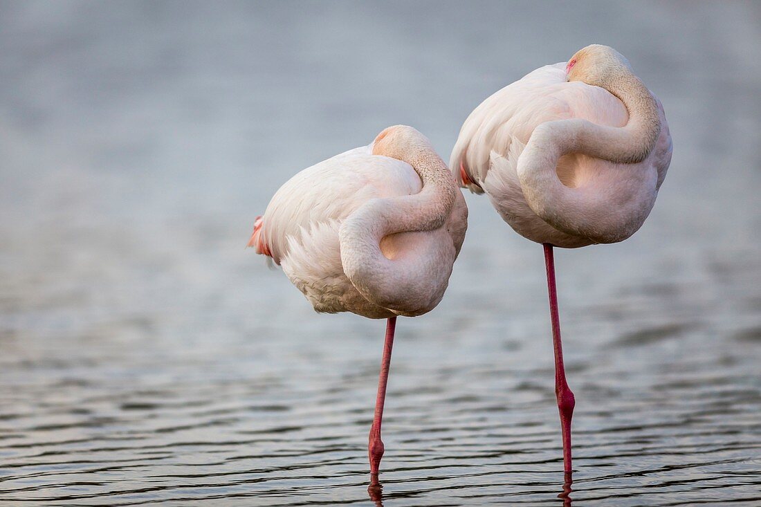 France, Bouches du Rhone, Camargue Regional Nature Park, Saintes Maries de la Mer, Ornithological Park of Pont de Gau, couple of Flamingos (Phoenicopterus ruber), in the rest they are often held on a leg and the head sticked in feathers, the female being smaller on average than the male