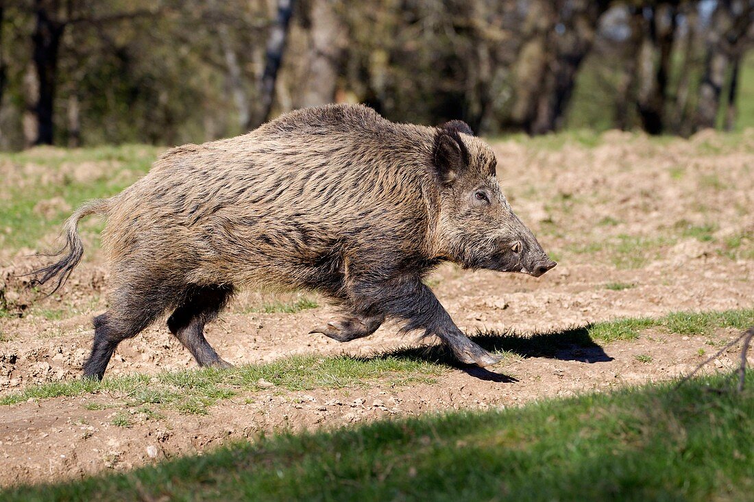 Frankreich, Haute Saone, Privatpark, Wildschwein (Sus scrofa), männlich