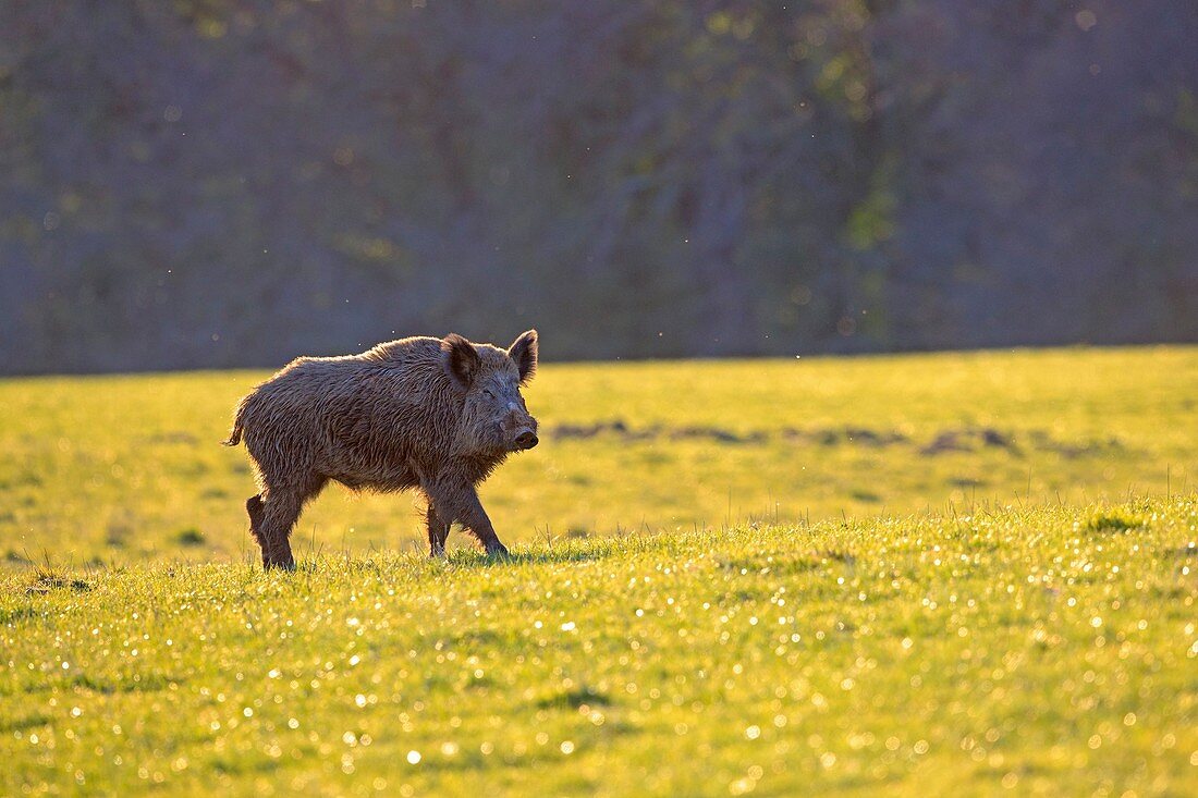 Frankreich, Haute Saone, Privatpark, Wildschwein (Sus scrofa), männlich