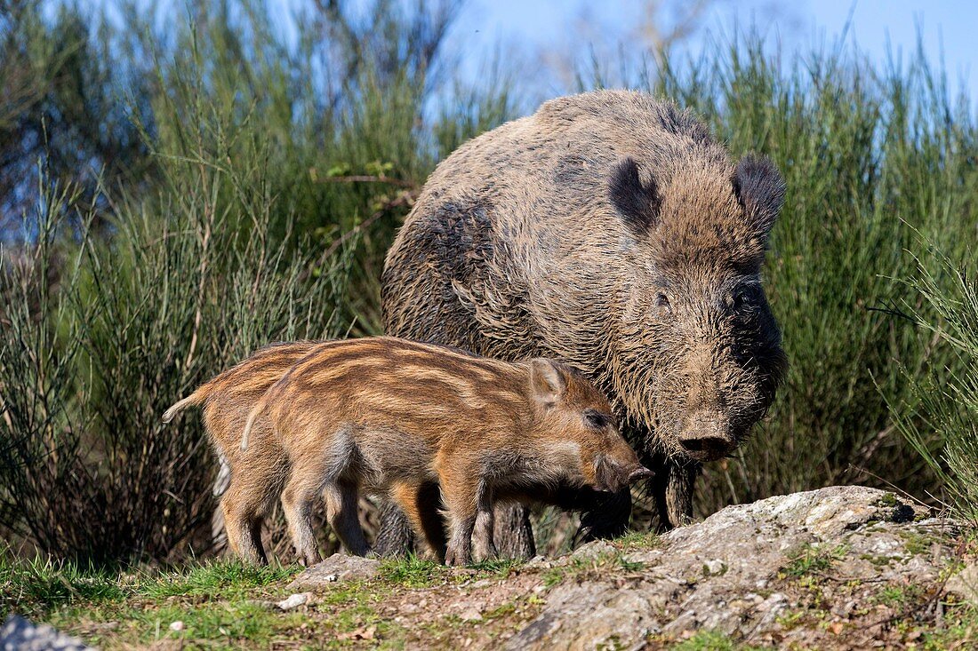 Frankreich, Haute Saone, Privatpark, Wildschwein (Sus scrofa), Männchen mit Ferkeln