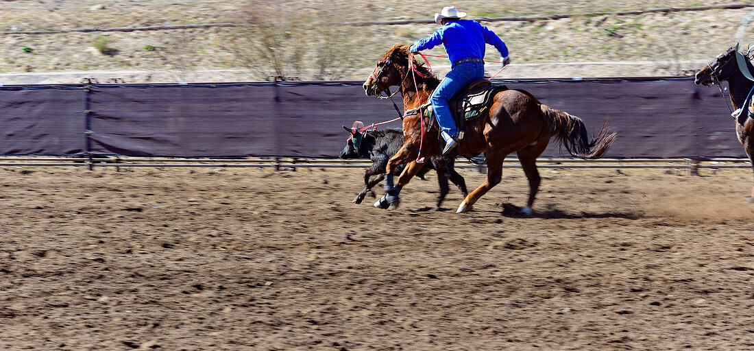 Ein Reiter fängt beim Rodeo-Festival einen jungen Bullen mit dem Lasso, bei Scottsdale, Arizona, USA