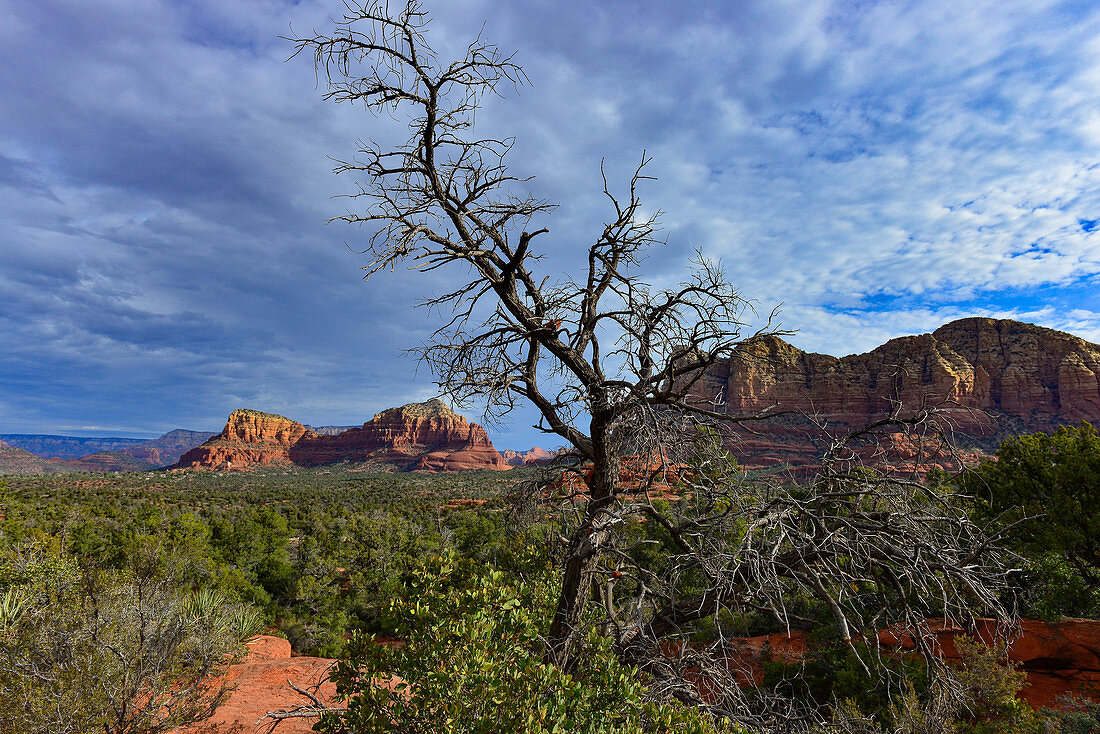 Ein abgestorbener Baum in der Weite des Red Rock State Park, bei Sedona, Arizona, USA
