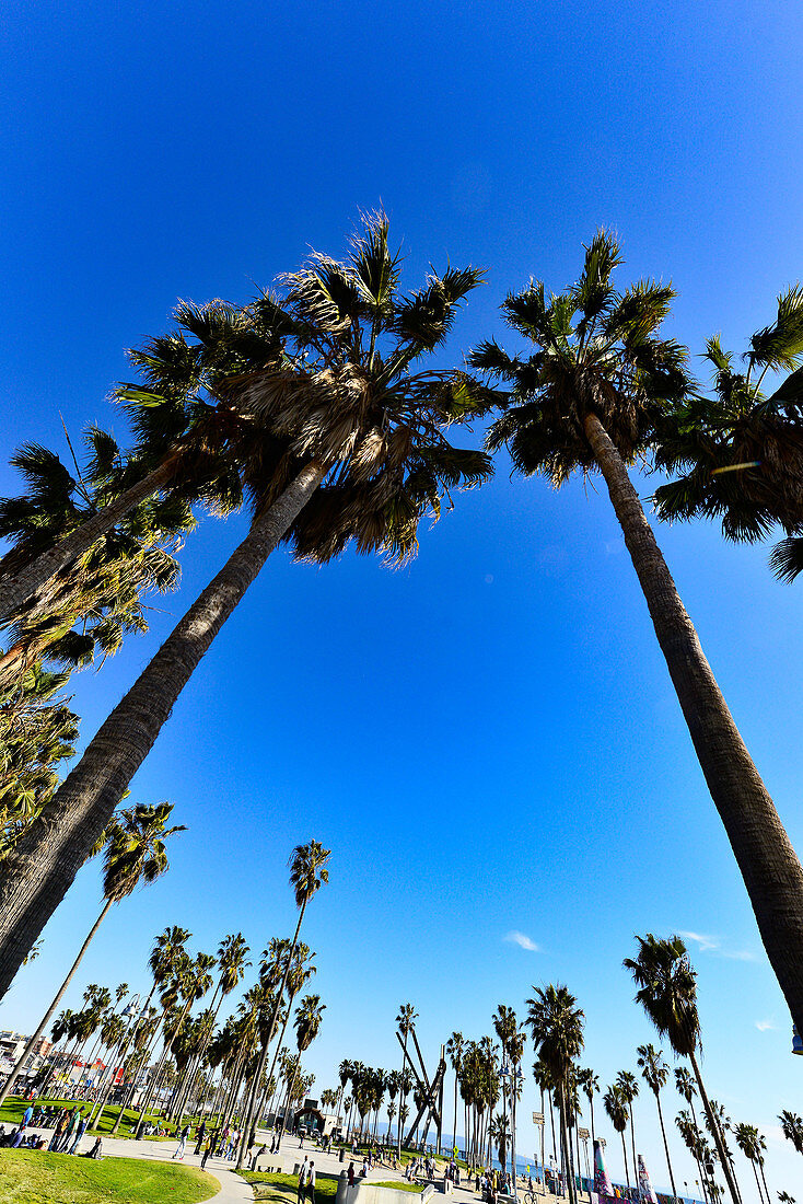 Palmen und Freizeitanlagen in einem Park am Venice Beach, Kalifornien, USA
