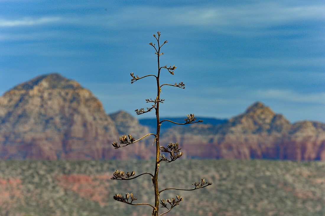 Nahaufnahme einer Pflanze vor den Felsen des Red Rock State Park nahe Sedona, Arizona, USA