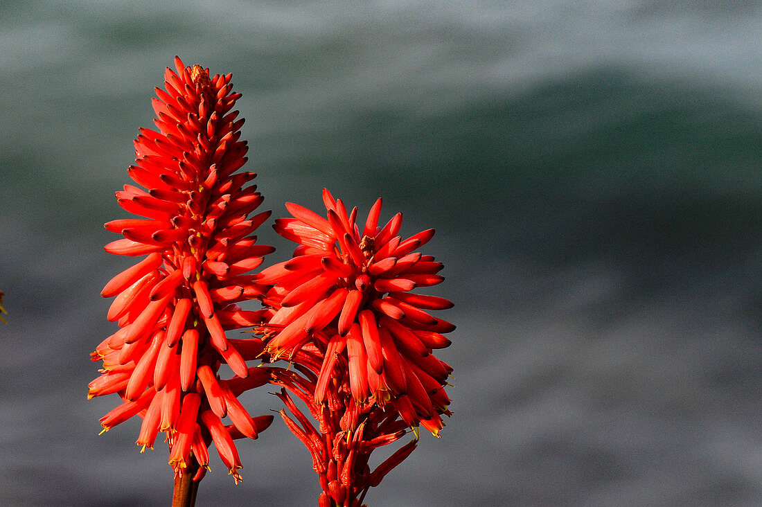 Tropical flowers with red flowers on the beach at Laguna Beach south of Los Angeles, California, USA