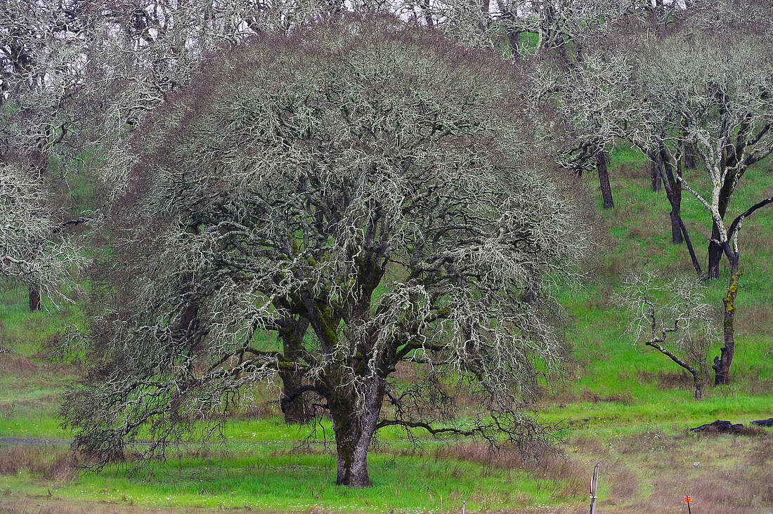A forest of bare oak trees at Lake Hennessy near Rutherford, California, USA