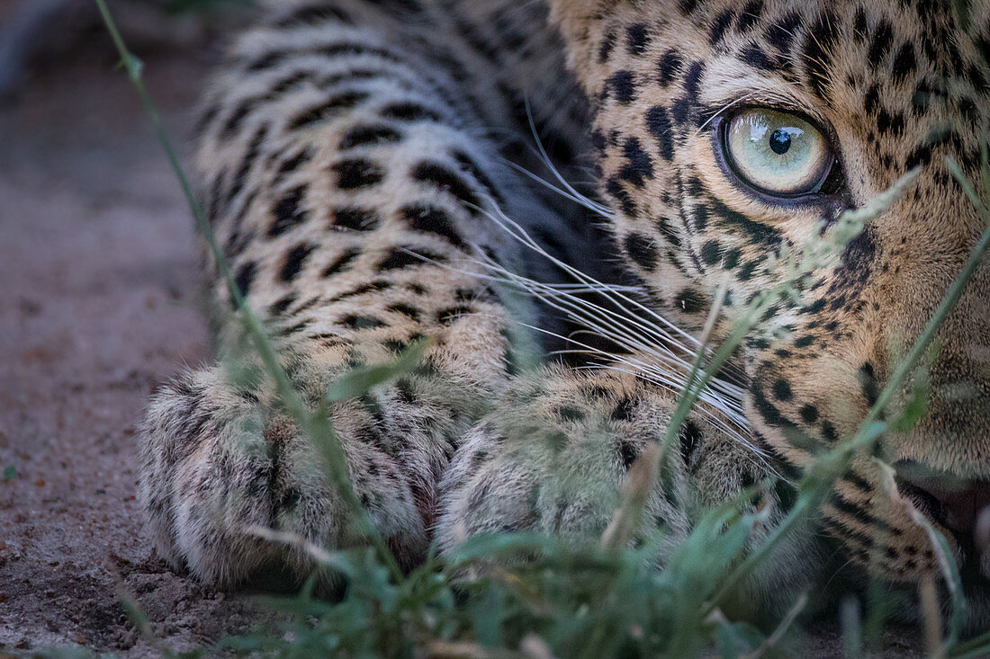 Half a leopard's face, Panthera pardus, as it crouches low to the ground, yellow green eye, direct gaze.