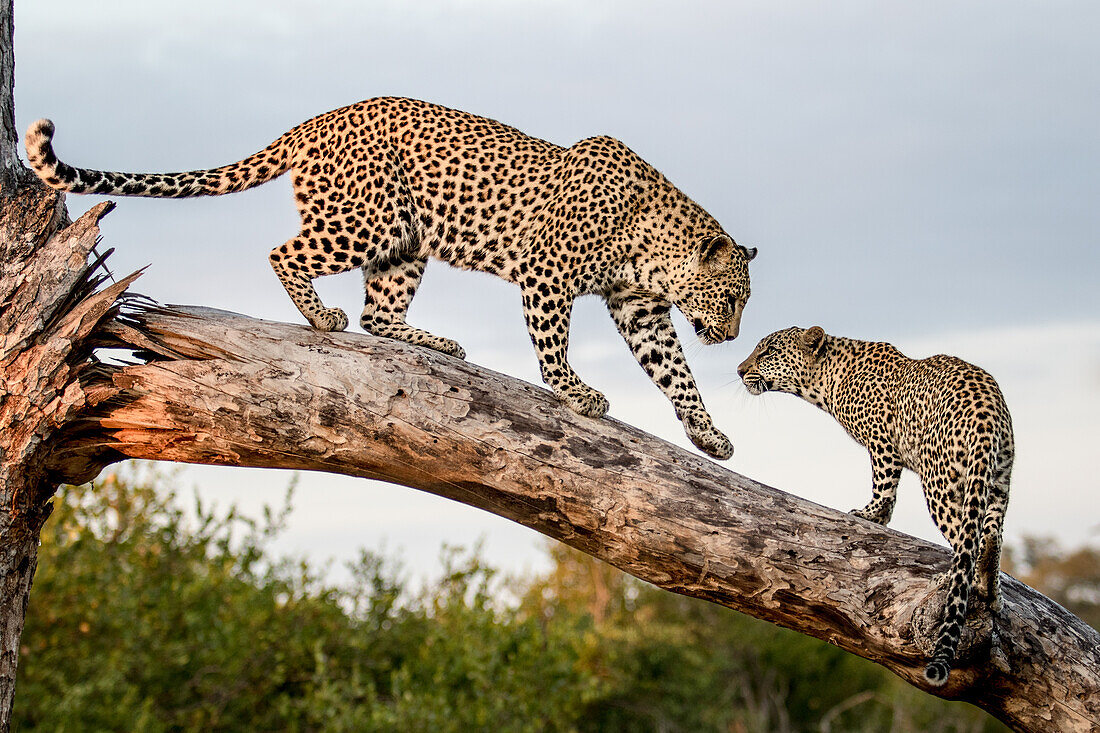 Eine Leopardenmutter, Panthera pardus, geht auf einem toten Baumstamm zu ihrem Jungen, Pfote in der Luft