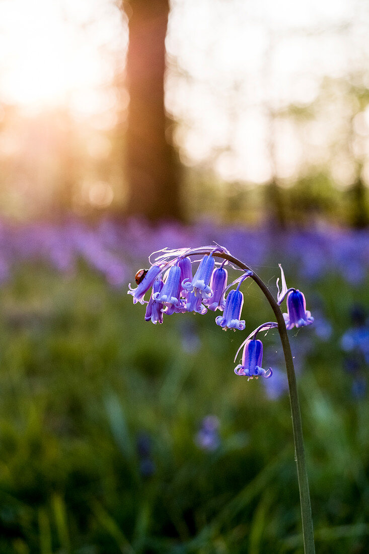 Close up of the blossom of a bluebell in a forest.