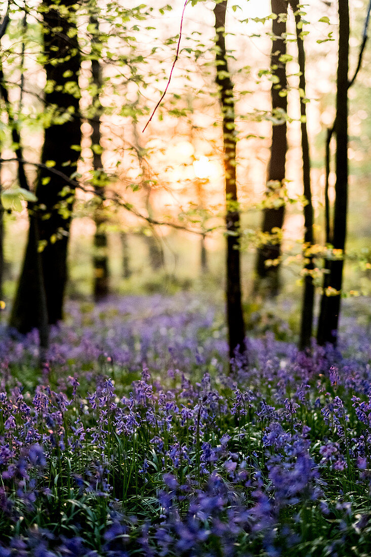 Teppich aus Glockenblumen in einem Wald im Frühjahr