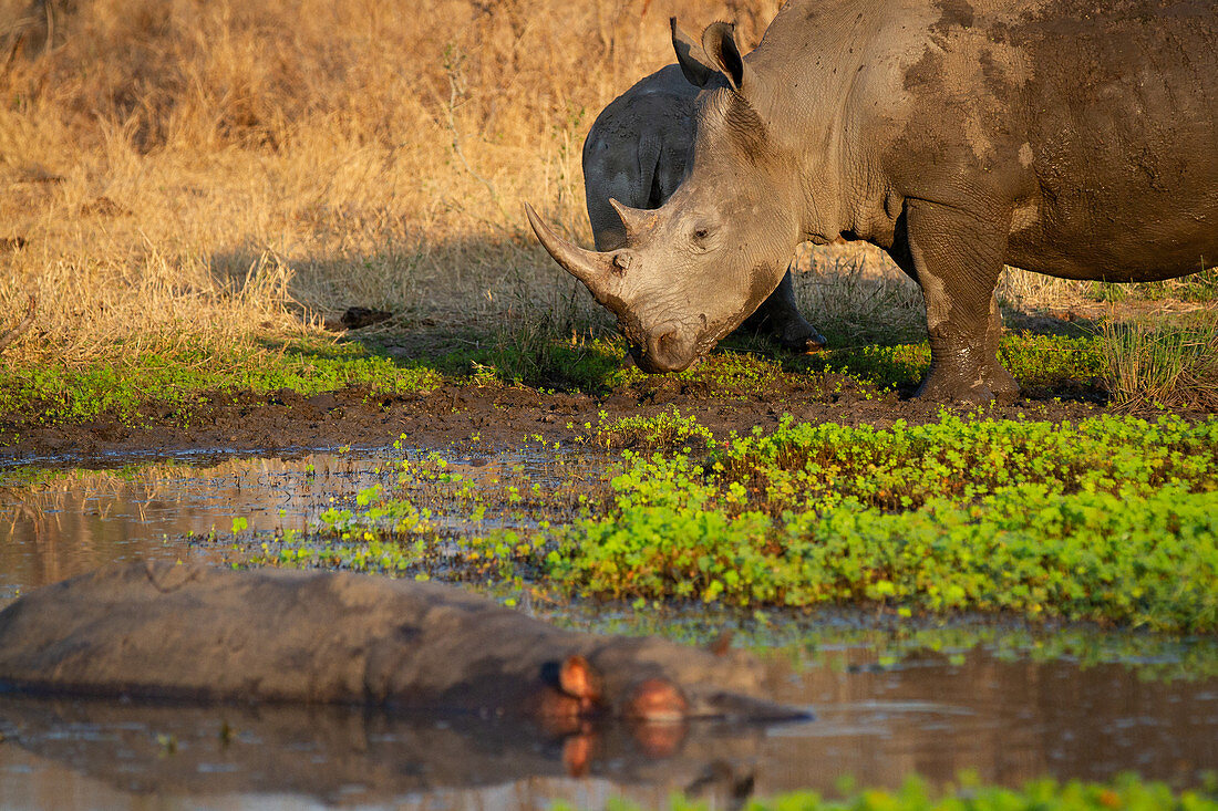 A white rhino and its calf, Ceratotherium simum, stand at the edge of a waterhole with a hippo, Hippopotamus amphibius