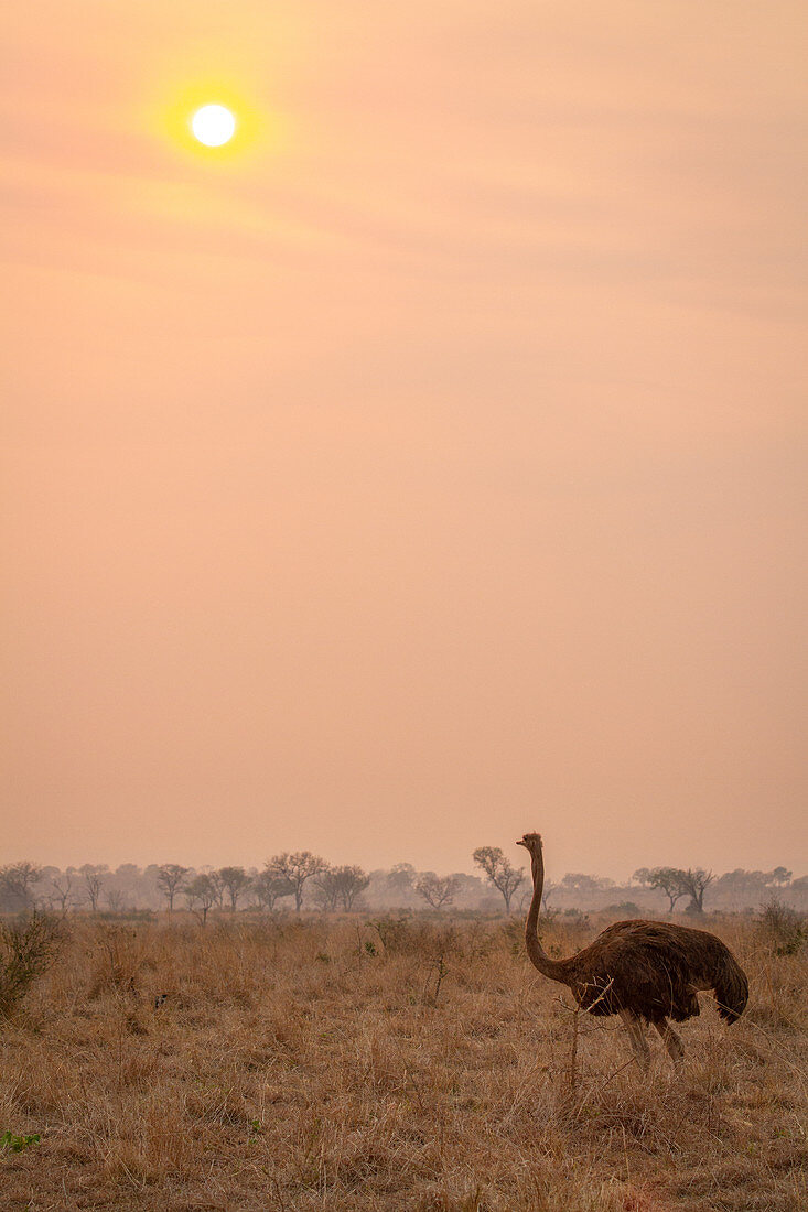 Ein Strauß (Struthio camelus), steht bei Sonnenuntergang im braunen Gras