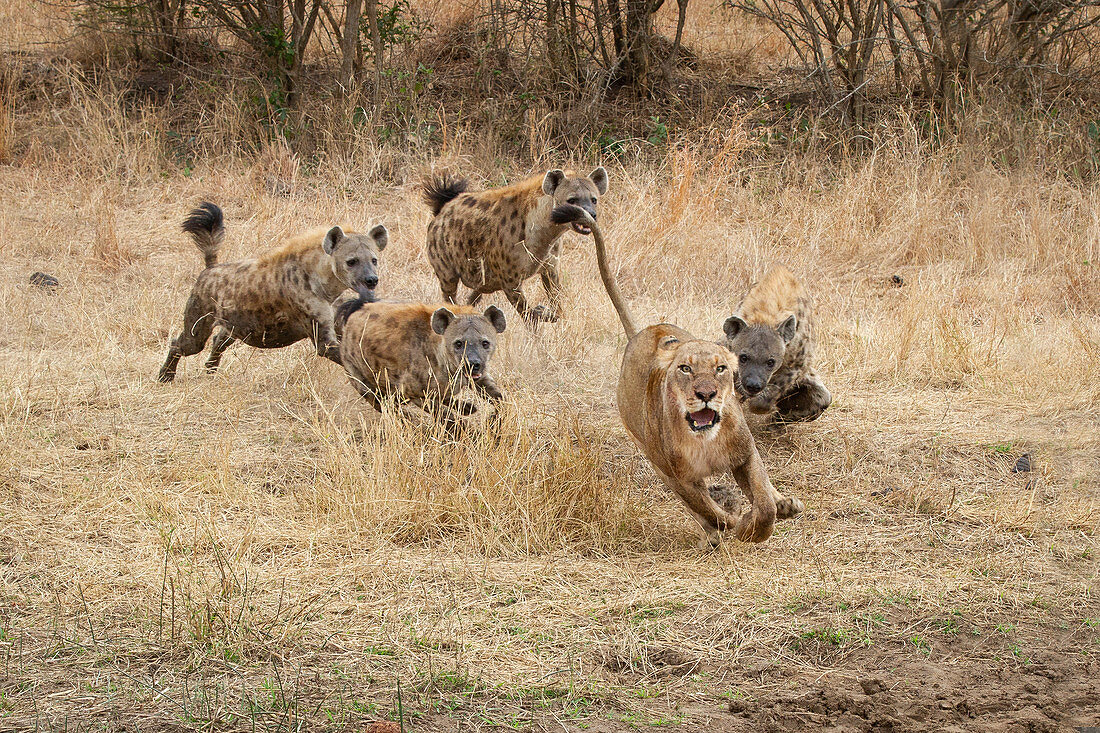 Eine Löwin (Panthera Leo), rennt mit offenem Mund von gefleckten Hyänen (Crocuta crocuta)