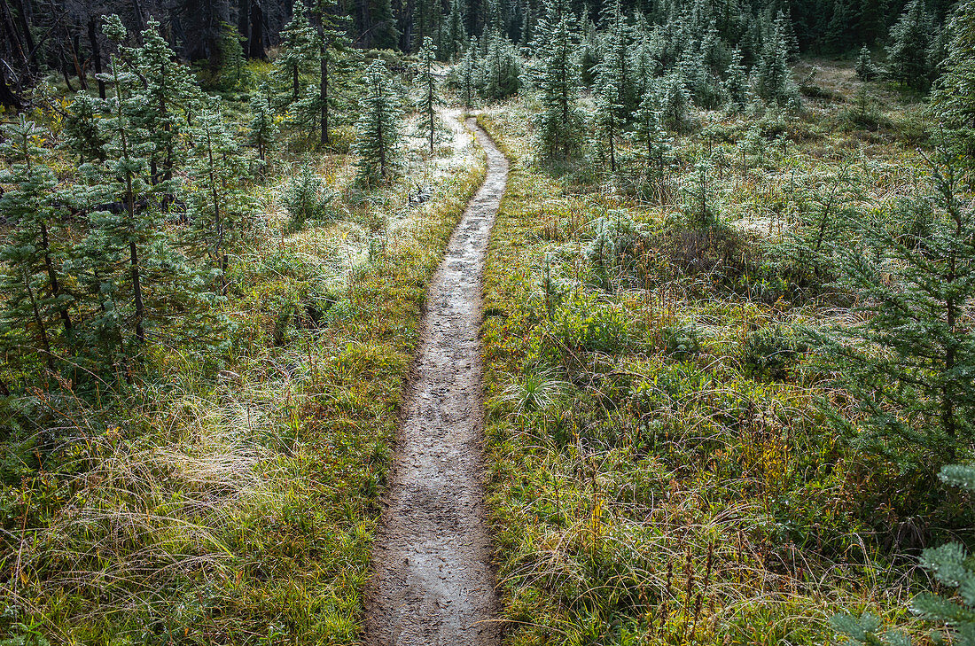 Schlammiger Wanderweg nach Bergsturm, üppige subalpine Wiese in der Ferne, Mt Adams Wilderness, Washington, entlang des Pacific Crest Trail