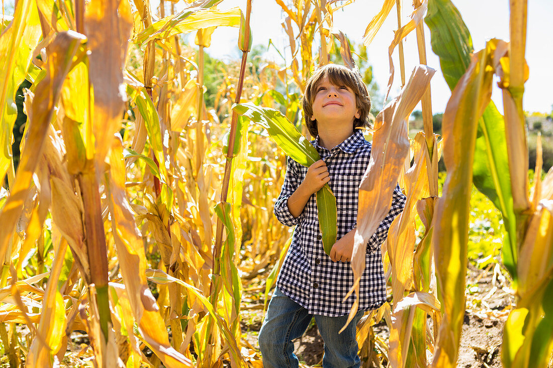 portrait of 6 year old boy in corn field