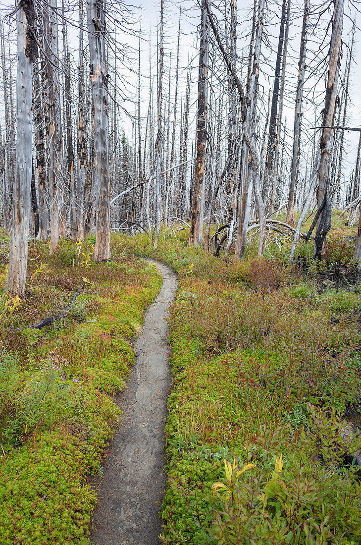 Blick auf den Pacific Crest Trail durch einen durch Waldbrände beschädigten subalpinen Wald, Mt Adams Wilderness, Gifford Pinchot National Forest, Washington