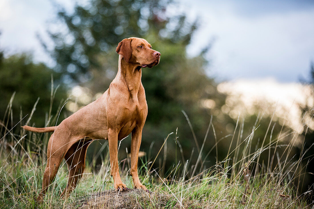 Ein Vizla-Hund (Ungarischer Vorstehhund) steht auf einer Wiese