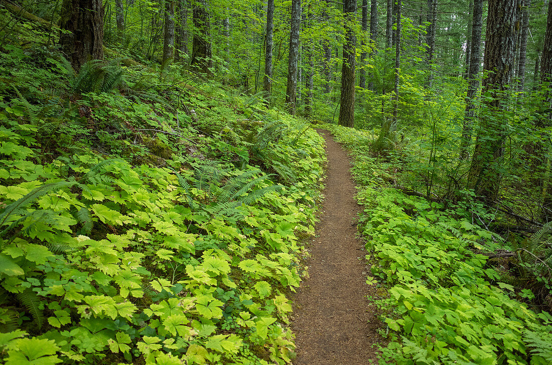 The Pacific Crest Trail extends through, lush and green forest, the Gifford Pinchot National Forest.