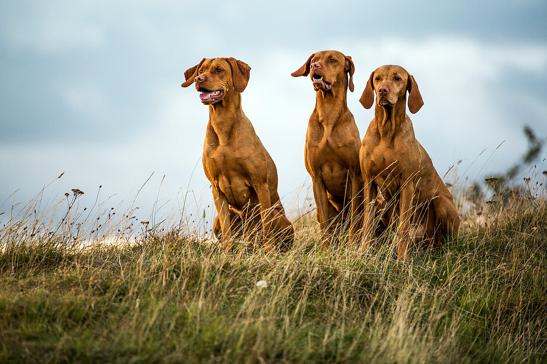 Drei Vizla-Hunde (Ungarischer Vorstehhund), sitzen auf einer Wiese