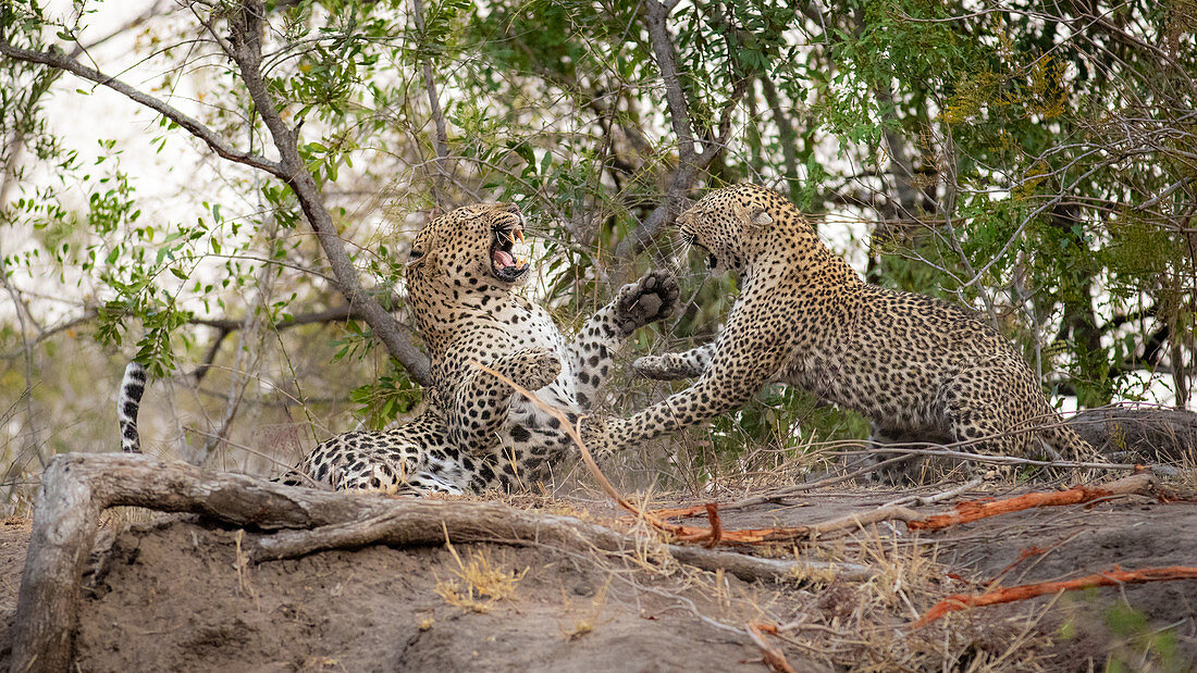 Ein männlicher und ein weiblicher Leopard (Panthera pardus), kämpfen miteinander und benutzen ihre Pfoten mit entblößten Zähnen