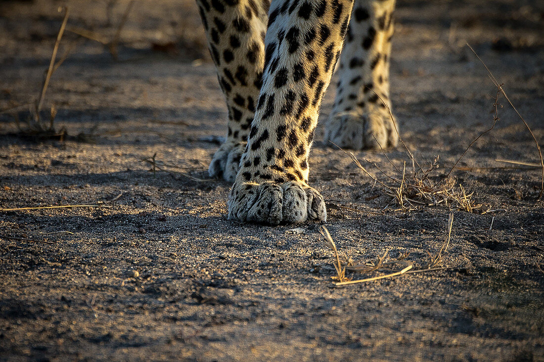 Nahaufnahme von Leoparden (Panthera pardus), Beinen und Pfoten